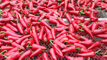 Poszukiwacze smaków