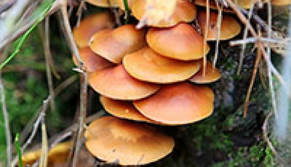 Grzyby! Kulinarna Akcja Bezpośrednia!